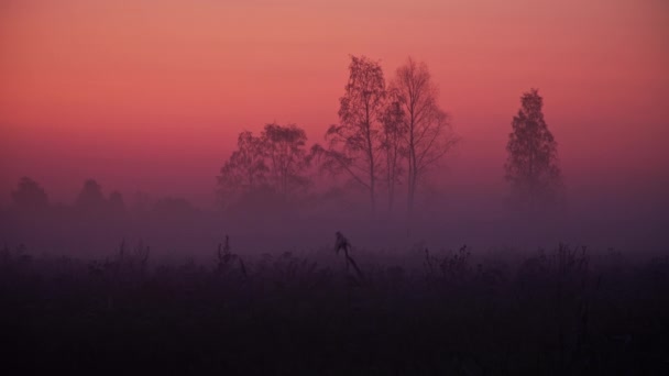 Wonderful Landscape Fog Red Sky Early Morning Mist Summer Rural — Stockvideo