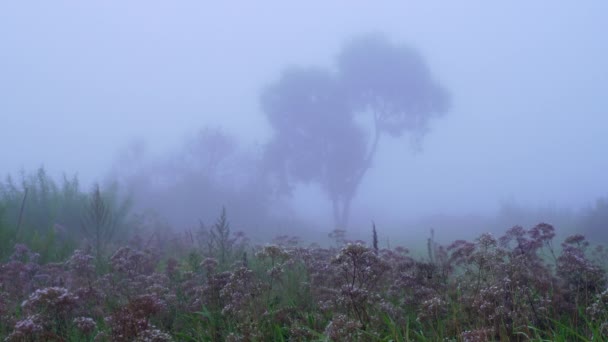 多雾的早晨 在草地上 美丽的乡村风景 美丽的福吉晨景高质量的4K镜头 — 图库视频影像