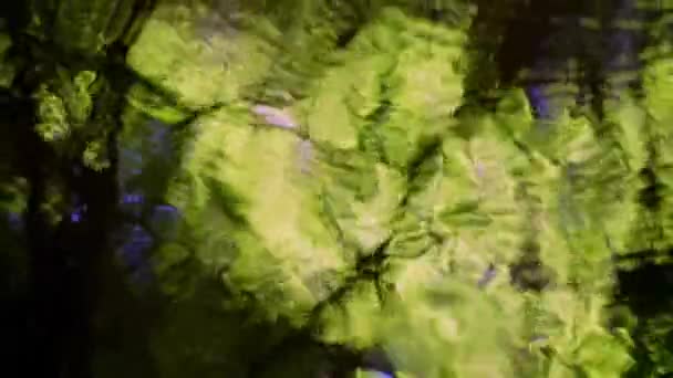 Reflection Tree Leaves Small Forest River Psychedelic Image High Quality — Stock video