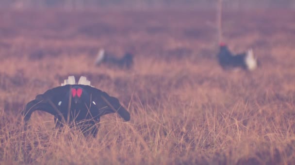 Four Males Black Grouses Leksite Bog Black Grouse Lek Sunrise — Vídeos de Stock