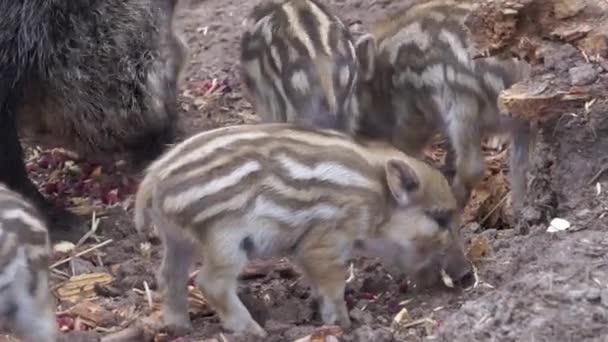 Little Wild Boar Piglets Mother Striped Piglets Forest Wild Boars — Vídeo de Stock