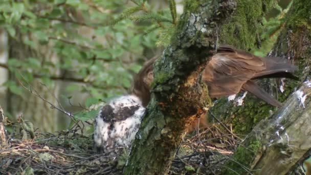 Малый Пятнистый Орел Aquila Pomarina Гнезде Цыпленком Старом Природном Лесу — стоковое видео