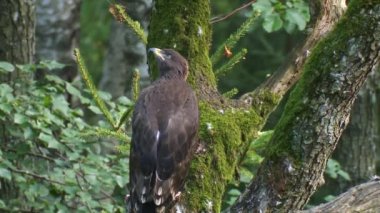 A juvenile Lesser spotted eagle sits on a branch near the nest.