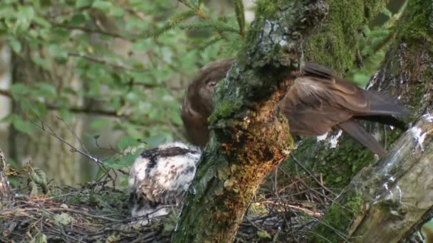 Lesser Spotted Eagle Nest Chick Lesser Spotted Eagle Aquila Pomarina — Video Stock