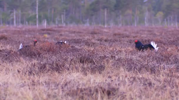 Threer Males Black Grouses Leksite Bog Black Grouse Lek Sunrise — Stockvideo