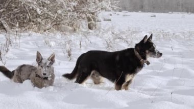 Two stray dogs. Two dogs are wandering around the countryside in sunny winter day, looking for food, sniffing the ground. Dogs friendship slow motion. High quality FullHD footage