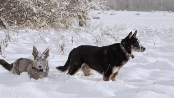 Två Herrelösa Hundar Två Hundar Vandrar Runt Landsbygden Soliga Vinterdagar — Stockvideo