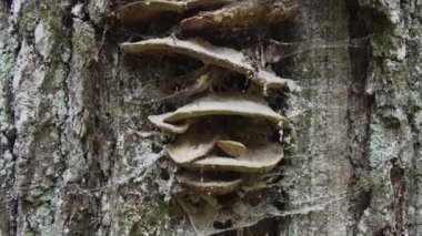 A large old tree in an old deciduous forest. Mushrooms on an old tree trunk in the summer forest. European nature. High quality 4k footage