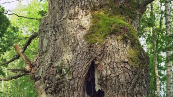 Старый Умирающий Дуб Лесистых Лугах Редкая Европейская Среда Обитания Лесистые — стоковое видео