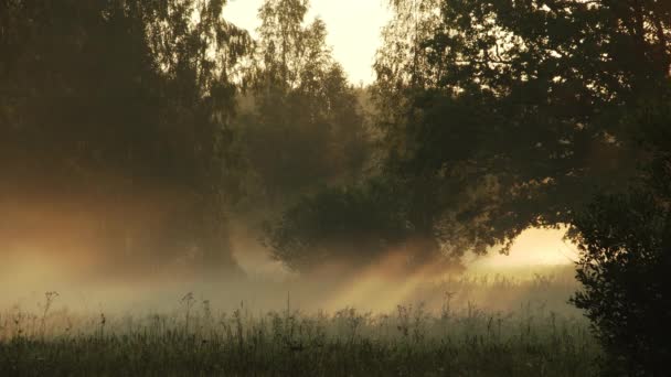 Amazing Morning Landscape Fog Sunbeams Natural Meadow Morning Mist Summer — Stock Video
