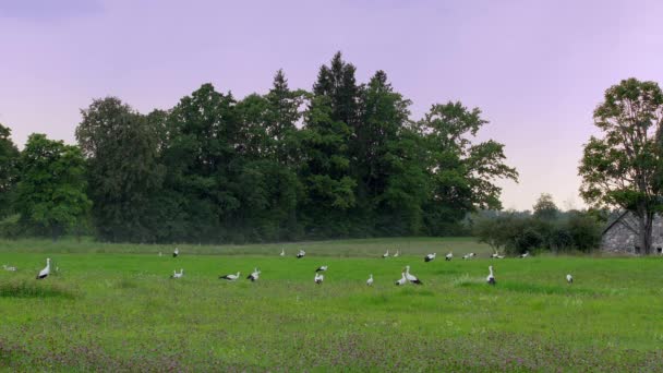 Dreißig Weißstörche Ciconia Ciconia Spazieren Auf Der Wiese Und Füttern — Stockvideo