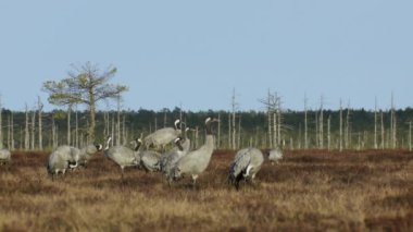 Bir grup turna Grus grus bahar göçü sırasında bataklıkta beslenir ve dinlenir. Baharda gün batımında bataklık. Arka planda ölü ağaçlar. FullHD ProRes görüntüleri