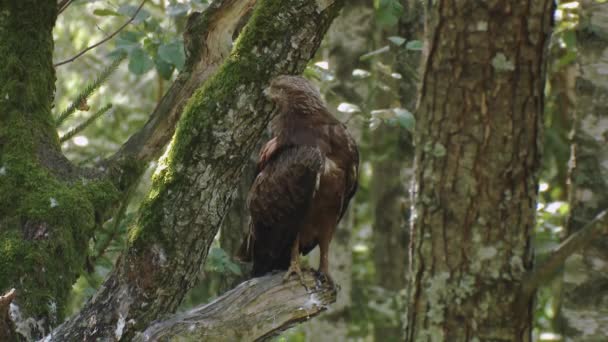 Rare Protected Bird Europe Lesser Spotted Eagle Aquila Pomarina Sits — Video