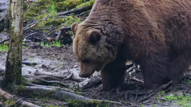 一只棕熊Ursus Arctos的特写 棕熊用梳子在地上挖 寻找食物 高质量的4K镜头 — 图库视频影像
