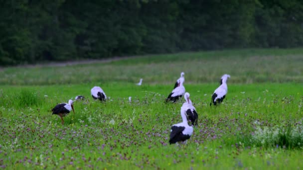 Group White Storks Ciconia Ciconia Walking Meadow Feeding Thirty White — Vídeos de Stock