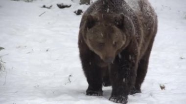 Brown bear in a snowy forest at the beginning of winter. Bear before hibernation. High quality 4k ProRes footage