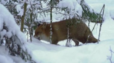 The Red fox, vulpes vulpes, in winter. The fox hunts in winter. High quality 4k ProRes footage