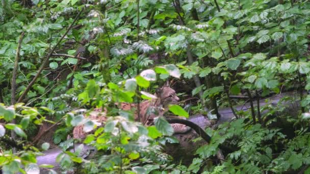 Lynx Old Deciduous Forest Lynx Lying Fallen Tree Hazelnuts European — Stockvideo
