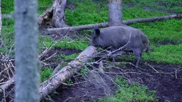 Bir Yaban Domuzu Bir Ağaca Gelir Sırtını Kaşır Yeşil Çimenli — Stok video