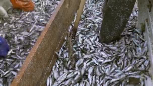 Ρέγγα Της Βαλτικής Αλιεύει Μεγάλο Αριθμό Ψαριών Στο Κατάστρωμα Ενός — Αρχείο Βίντεο