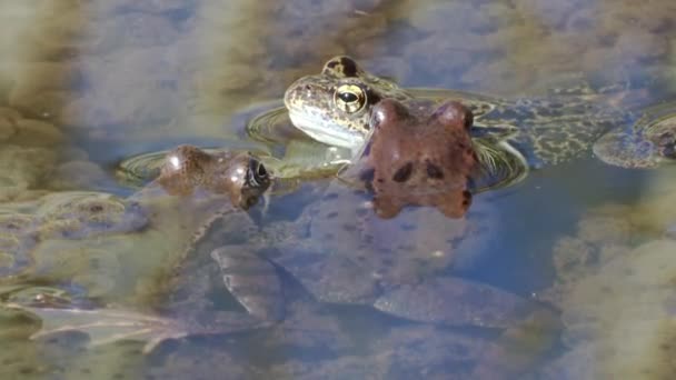 Żaba Zwyczajna Rana Temporaria Podczas Tarła Wiosną Między Jajami Zbliżenie — Wideo stockowe