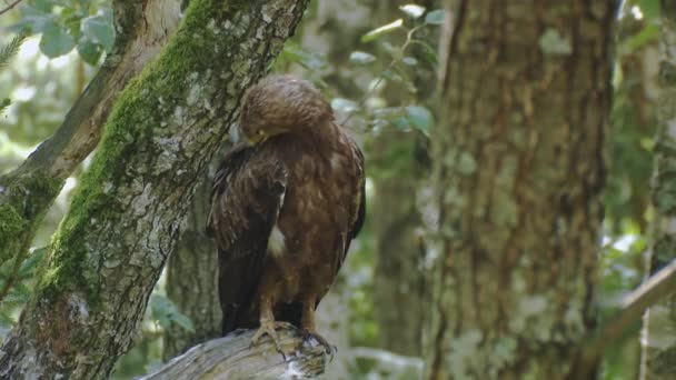 Vzácný Chráněný Pták Evropě Menší Skvrnitý Orel Aquila Pomarina Sedí — Stock video