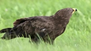 Küçük benekli kartal Aquila Pomarina baharda yerde yemek yiyor..