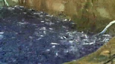 Balıkçılar Baltık Denizi 'nde balık tutuyor. Yuvarlak goby, Neogobius melanostomus, Baltık Denizi 'nde balık tutuyor. Turuncu elbiseli bir balıkçı tekneye balıkçı ağı çekiyor. Yüksek kaliteli 4k ProRes görüntüleri