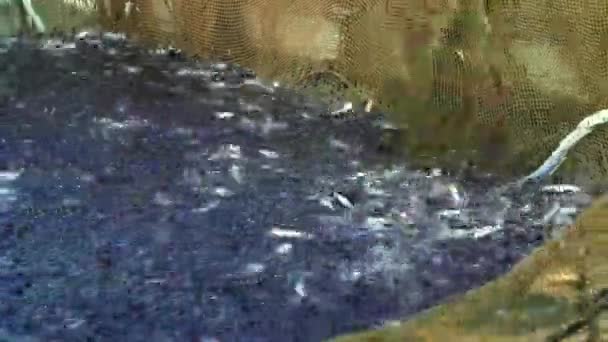Vissers Vissen Oostzee Ronde Grondel Neogobius Melanostomus Vissen Oostzee Een — Stockvideo