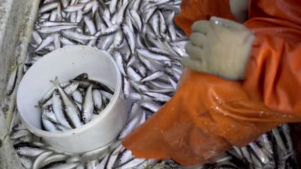 Fisherman Boat Sorts Fish Placing Them Plastic Bucket Herring Fishing — Video