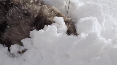 Funny spotted dog in the snow. Happy Shelter dog is playing under the snow.
