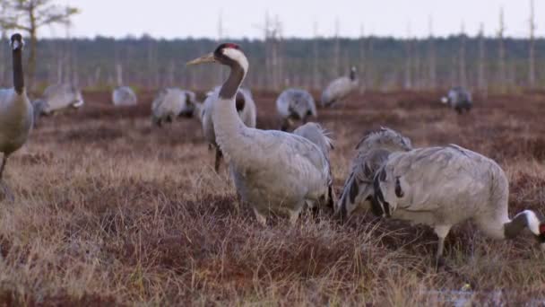 Close Group Cranes Grus Grus Feeds Rests Marsh Spring Migration — Wideo stockowe