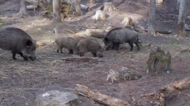 A large family of wild boars of different ages. Striped very small wild boar piglets are eating, fighting and playing. High quality full HD footage.