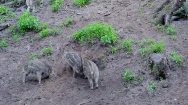 Three striped very small wild boar piglets are eating, fighting and playing. High quality full HD footage.