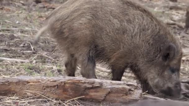 Immature Wild Boar Eating European Nature Animal Hunting High Quality — Vídeos de Stock