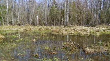 Common frogs Rana temporaria L. during spawning in the spring between eggs. European nature in spring. High quality FullHD ProRes footage