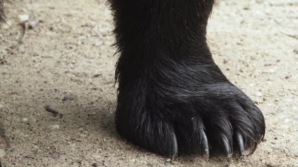 Brown Bear Paw Claws Super Close Brown Bear Ursus Arctos — 비디오