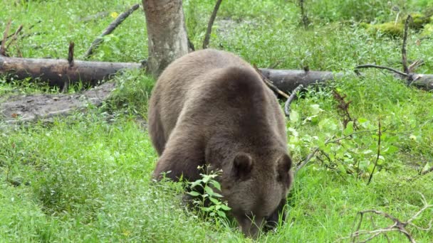 Brązowy Niedźwiedź Jedzący Zielone Rośliny Rozglądający Się Łące Łotwie — Wideo stockowe