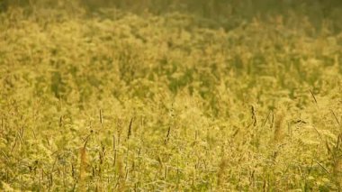 Otlaklar, altın renkli çayır otları, doğal kır manzarası. Pastoral sanatsal imaj. Sıcak altın saat manzarası. Seçici odaklanma. Yüksek kalite 4k görüntü