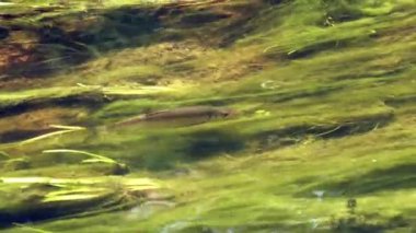 The fish swims in shallow, clear water with aquatic weeds.