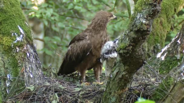 Lesser Spotted Eagle Nest Chick Lesser Spotted Eagle Aquila Pomarina — Vídeo de stock