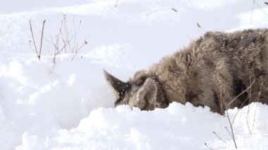 Funny spotted dog in the snow. Happy Shelter dog is playing under the snow. The dog sniffs the snow and sticks its head in the snow High quality Slow motion FullHD footage