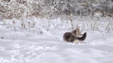 Karda benekli komik bir köpek. Happy Shelter köpeği karın altında oynuyor. Yüksek kaliteli Ağır çekim FullHD görüntüler