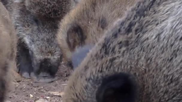 Group Wild Boar Close Immature Wild Boar Eating European Nature — Stockvideo