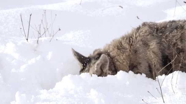 Смішний Плямистий Собака Снігу Щасливий Притулок Собака Грає Під Снігом — стокове відео