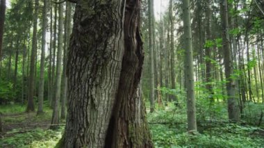 Old dying oak in a natural deciduous forest. A rare European habitat. A large tree with rotten wood. European nature.