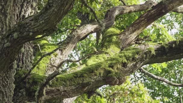가지들은 초록색 이끼로 고품질 — 비디오