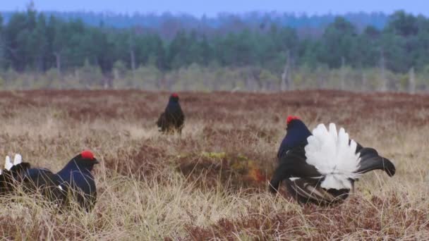 Drei Männchen Eines Birkhuhns Bei Leksite Auf Dem Moor Birkhühner — Stockvideo