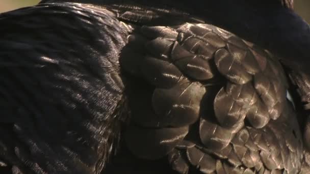 一个滚动的松鸡的超级特写 蜂群羽毛特写 优质Fullhd影片 — 图库视频影像