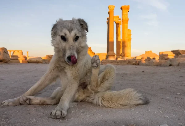 有趣的流浪狗在叙利亚 帕尔米拉 帕梅拉古城的废墟 叙利亚帕尔迈拉的日出 战争前中东 高质量的照片 — 图库照片